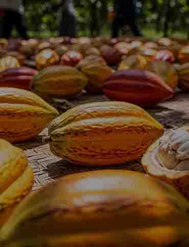 Cocoa Supply Chain Optimization