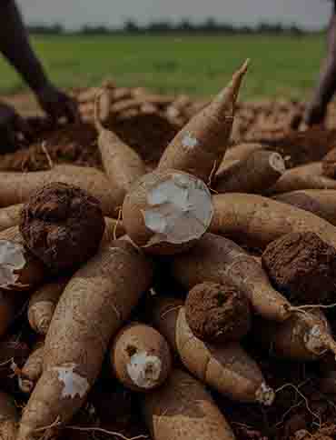 Bulk Cassava Sourcing
